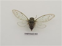 藏品(陽明山暮蟬)的圖片